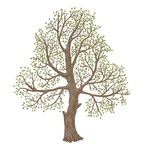 Old tree — Stock Vector