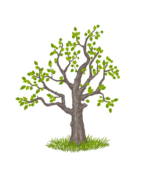 Alter Baum — Stockvektor