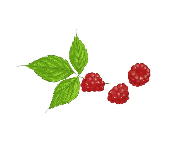 Raspberries — Stock Vector