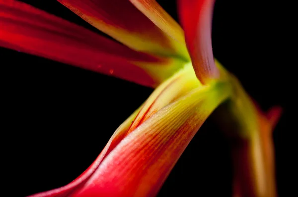 stock image Red lily abstract closeup