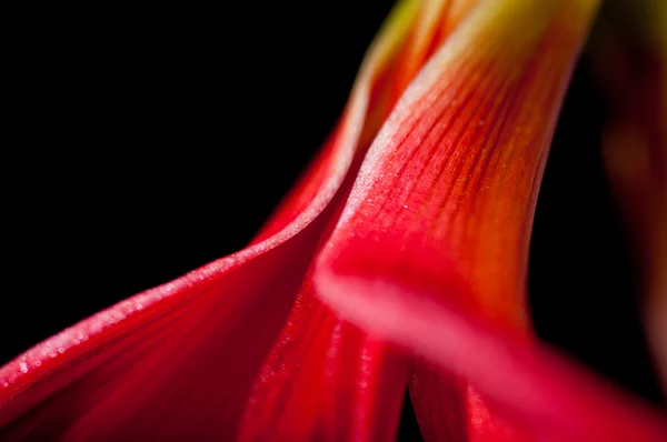 stock image Red lily abstract closeup