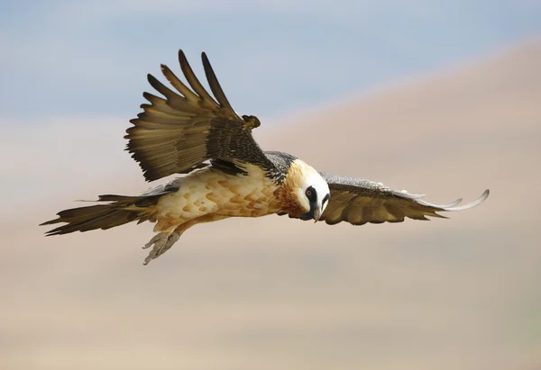 Lammergeyer 또는 수염 독수리 — 스톡 사진