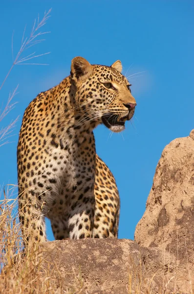 Leopard steht auf einem Felsen in der Savanne Stockbild