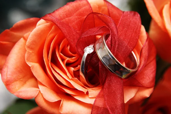 Wedding rings on a red rose — Stock Photo, Image