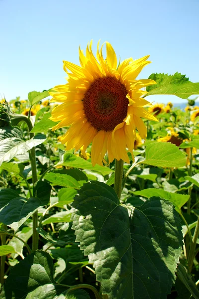 Stock image Girasoles