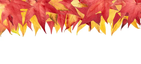 Autumn klonowe listowie ramki — Zdjęcie stockowe