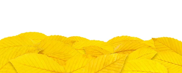 Gele herfstbladeren grens — Stockfoto