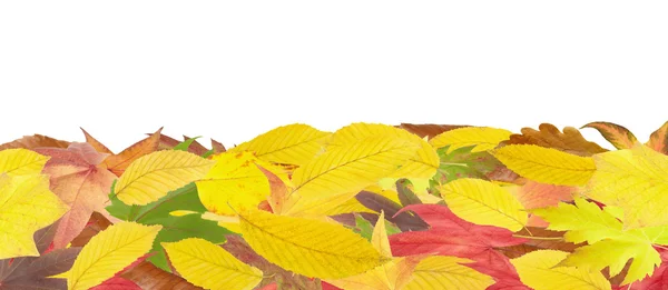 Foglie d'autunno telaio — Foto Stock