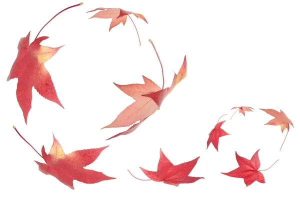 Осенние листья падают — стоковое фото