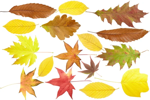 Colección de hojas de otoño —  Fotos de Stock