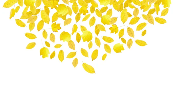 Klesající žluté podzimní listí — Stock fotografie