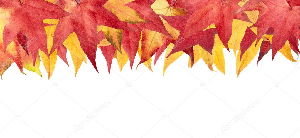 Autumn maple leaves frame