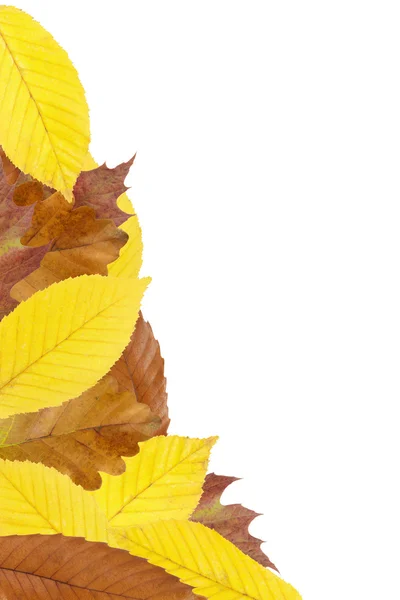 Граница осенних листьев — стоковое фото