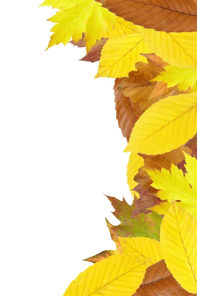 Őszi levelek keret — Stock Fotó