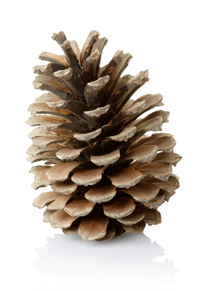 Cone de pinheiro isolado sobre branco — Fotografia de Stock