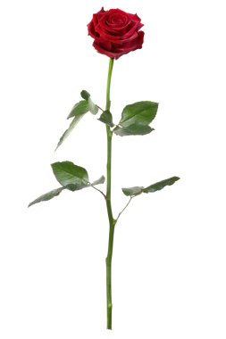 Red rose isolated on white background clipart