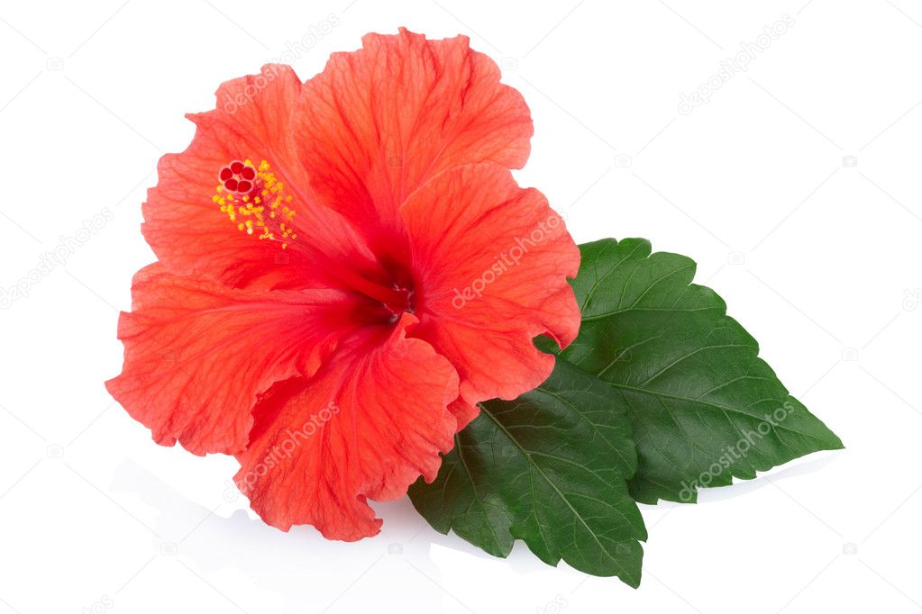 Red hibiscus flower isolated on white
