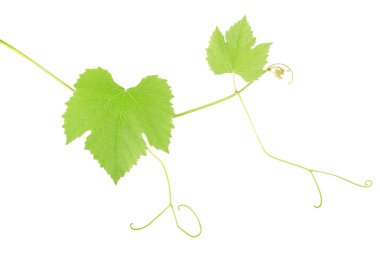 Green grape leaves clipart