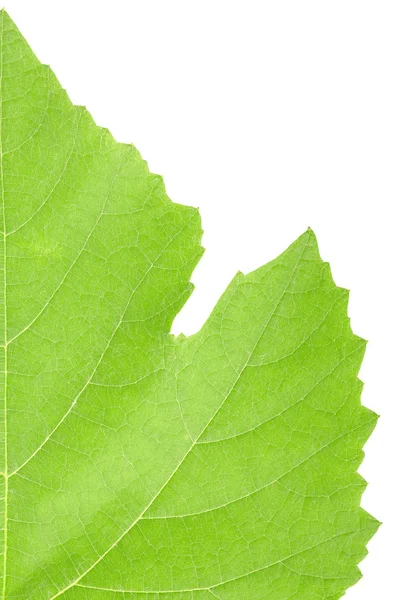 Grape leaf macro — Stock Photo, Image