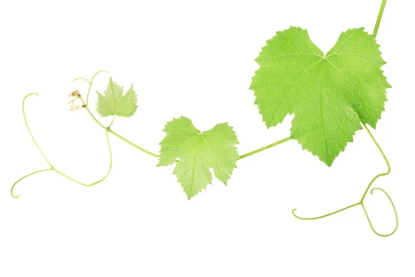 Grape vine leaves — Stock Photo, Image