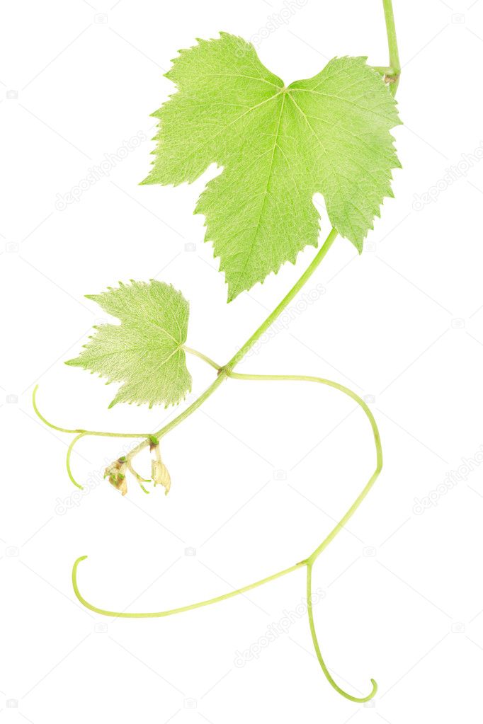 Green, fresh grape leaves