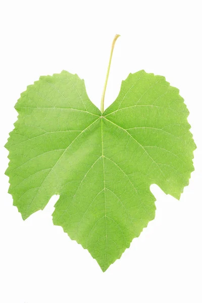 Folha de uva isolada — Fotografia de Stock