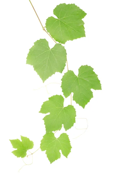 Grüne Traubenblätter — Stockfoto
