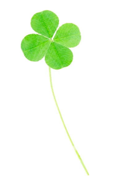 Green four leaf clover — Stock Photo, Image
