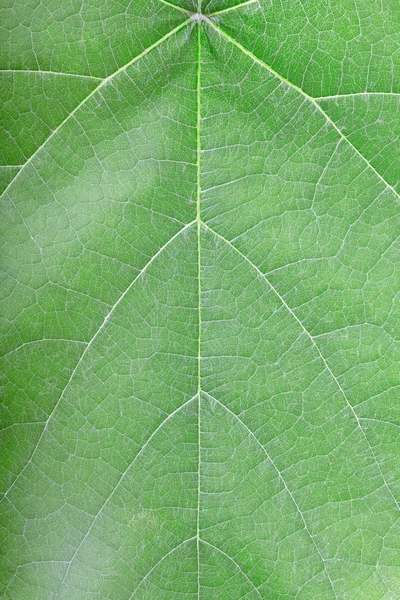 stock image Green leaf vein texture background