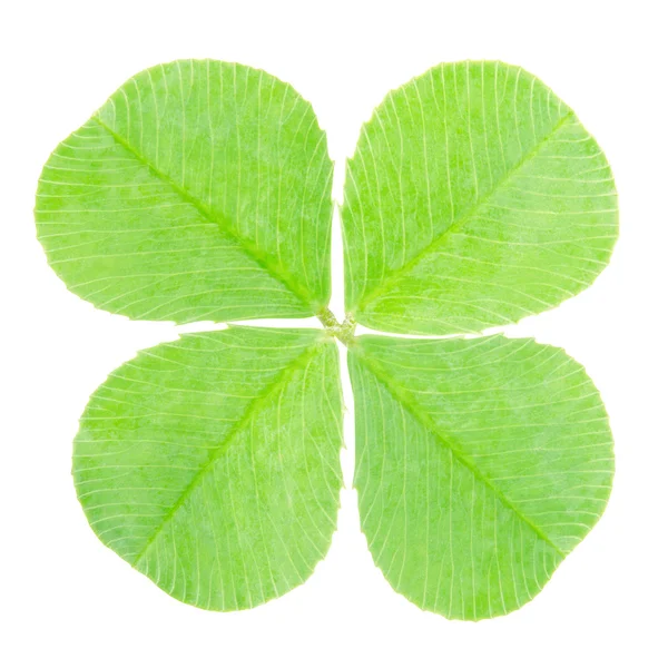 Trébol verde de cuatro hojas aislado — Foto de Stock