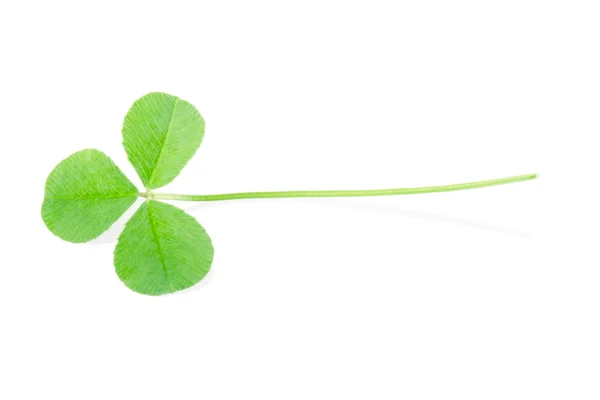 Green clover isolated — Stock Photo, Image