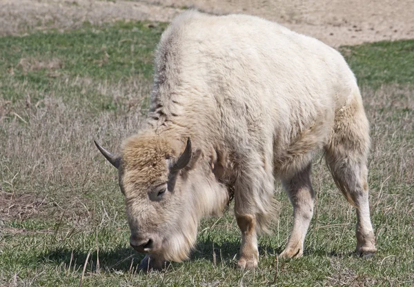 White American Bison — Stock Photo, Image
