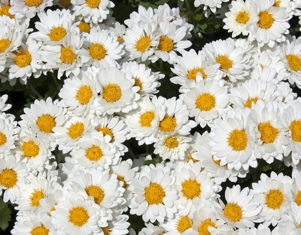 Crisantemos blancos —  Fotos de Stock