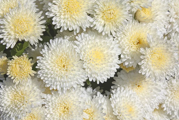 Белые и желтые хризантемы — стоковое фото