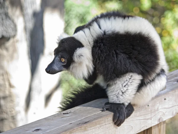 Preto e branco ruffed lemur — Fotografia de Stock