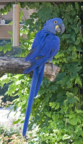 Beautiful Blue Parrot