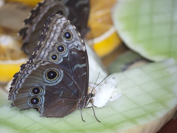 Buckeye vlinder — Stockfoto