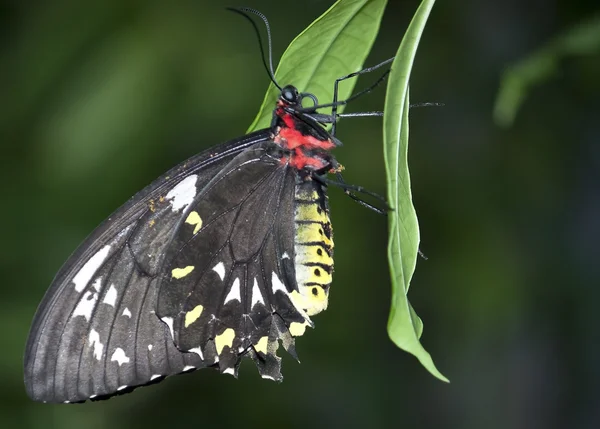 Zwarte, rode, gele en witte vlinder — Stockfoto