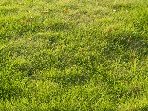 stock image Grassland under sunshine