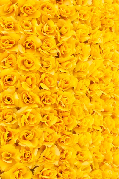 Pozadí žluté růže — Stock fotografie