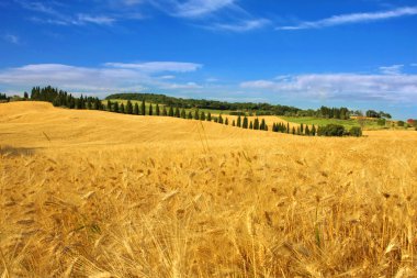 Val D' Orcia Campagna Toscana - Italia clipart