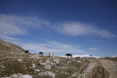 At sürüsü yeşil bir çayırda otluyor.