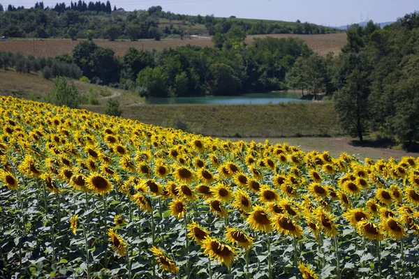 Sunflowers at the field in summer — Stock Photo, Image