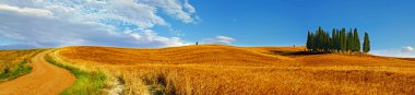 Cypress trees on flowered field. Val D'Orcia, Tuscany, Italy clipart