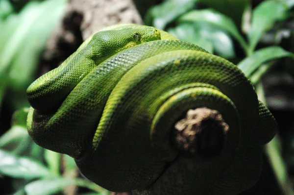Eine grüne schläfrige Schlange — Stockfoto