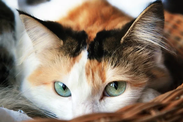 stock image Portrait of a cuted mixed breed long haired kitten