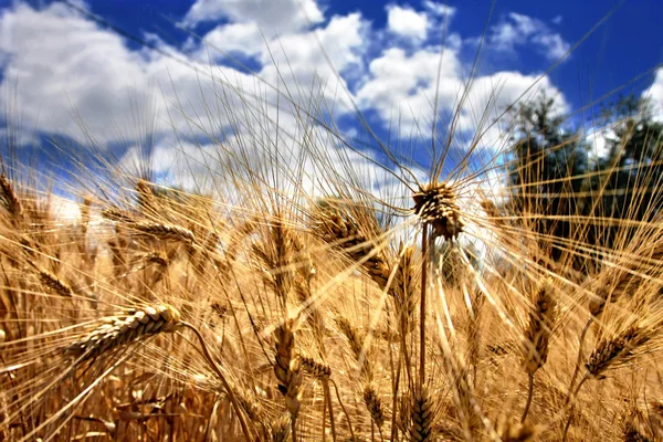 Campos de trigo no final do verão totalmente maduros — Fotografia de Stock