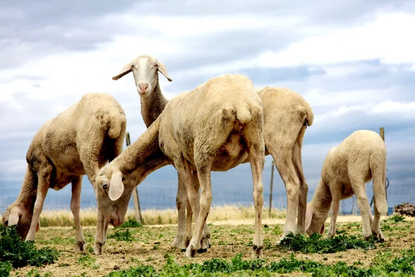 羊が丘の上に新鮮な草を閲覧 — ストック写真