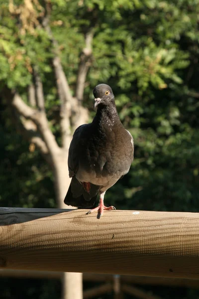 Pigeon (Columba livia) — Stock Photo, Image
