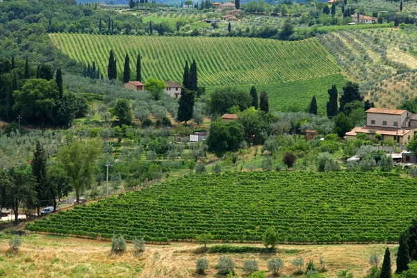 Toskana Tepesi Üzüm bağıyla İtalya — Stok fotoğraf